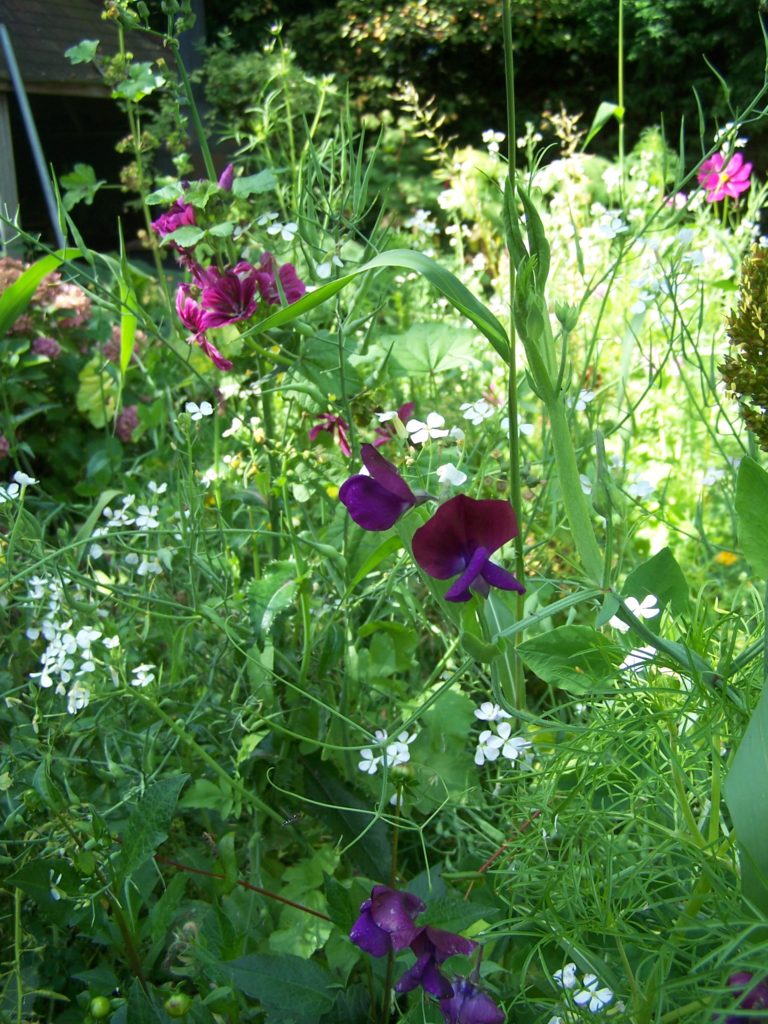 Natuurlijke en Wilde Tuin De Vries Groenwerk